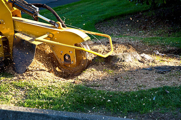 Residential Tree Removal in Iron Mountain, MI